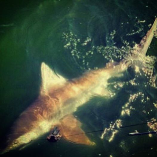 Galveston Shark Fishing