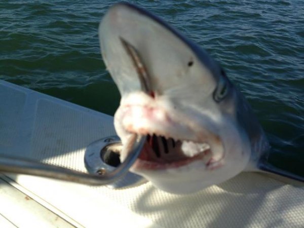  Galveston Sharks - Fishing Galveston TX