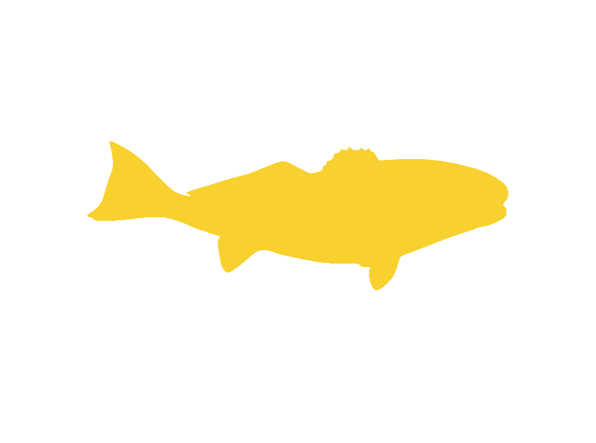 galveston daily news fishing report