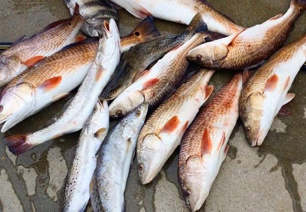 Galveston Fishing Report December ’14