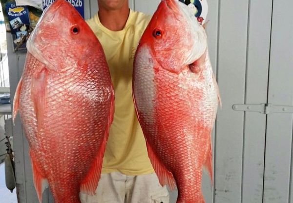 Galveston Fishing Report for June 2015